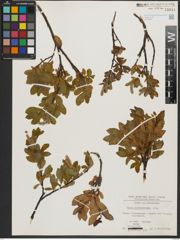 Foto von Salix waldsteiniana Willd.